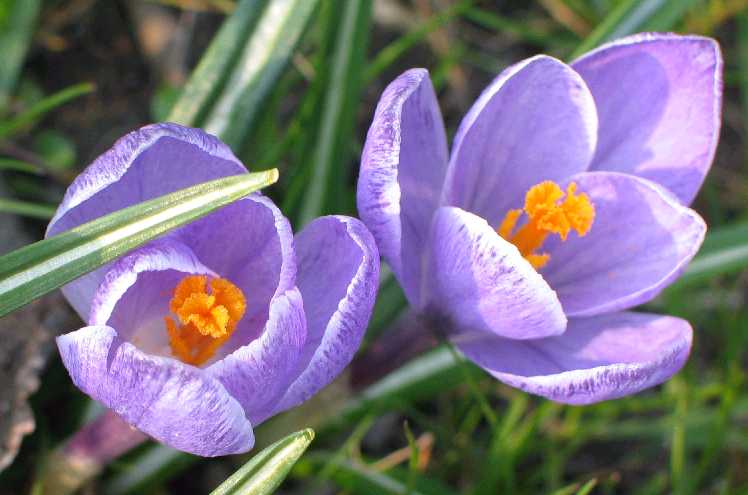 Pierwszy dzień wiosny!  - Fot. Dixi/Wikipedia