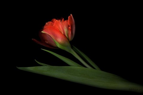 Zdjęcia tulipanów podbiły USA (Zobacz) - 11