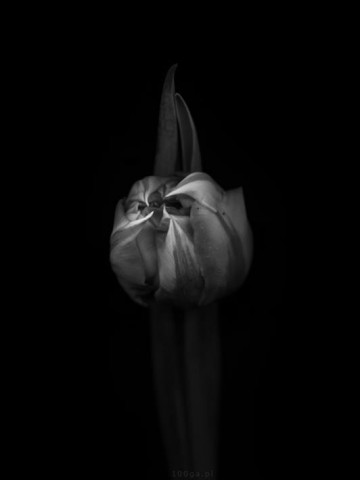 Zdjęcia tulipanów podbiły USA (Zobacz) - 4