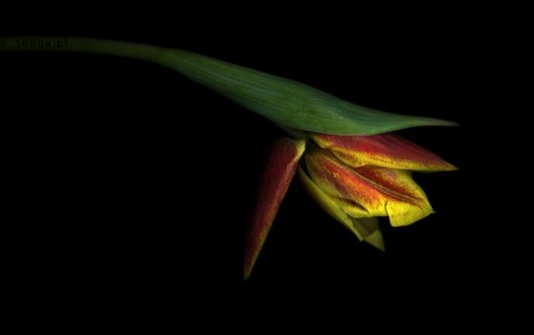 Zdjęcia tulipanów podbiły USA (Zobacz) - 5