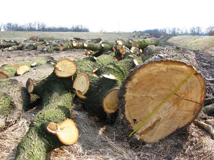 Ekolodzy: Stop wycince drzew! - fot. STOP wycince drzew we Wrocławiu/Facebook