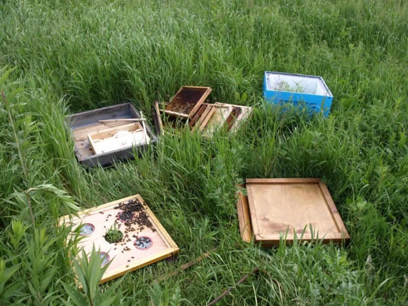 Miliony pszczół zabitych pod Środą Śląską (ZOBACZ ZDJĘCIA) - fot. Marek Horowski, właściciel posesji