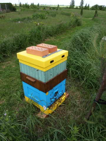 Miliony pszczół zabitych pod Środą Śląską (ZOBACZ ZDJĘCIA) - 0