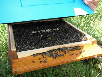 Miliony pszczół zabitych pod Środą Śląską (ZOBACZ ZDJĘCIA) - 10