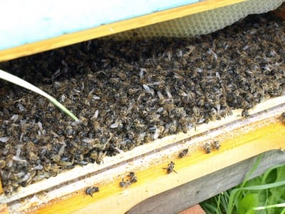 Miliony pszczół zabitych pod Środą Śląską (ZOBACZ ZDJĘCIA) - 11