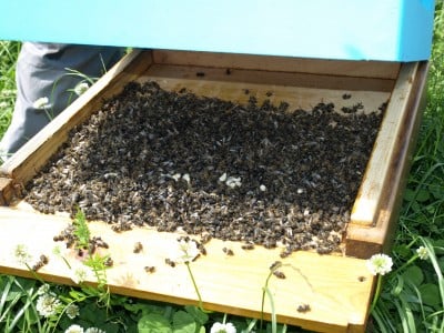 Miliony pszczół zabitych pod Środą Śląską (ZOBACZ ZDJĘCIA) - 13