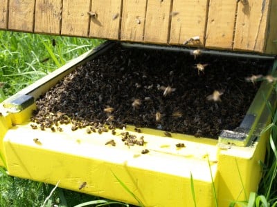 Miliony pszczół zabitych pod Środą Śląską (ZOBACZ ZDJĘCIA) - 14
