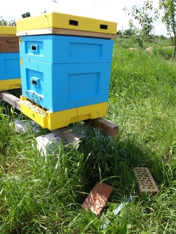 Miliony pszczół zabitych pod Środą Śląską (ZOBACZ ZDJĘCIA) - 2