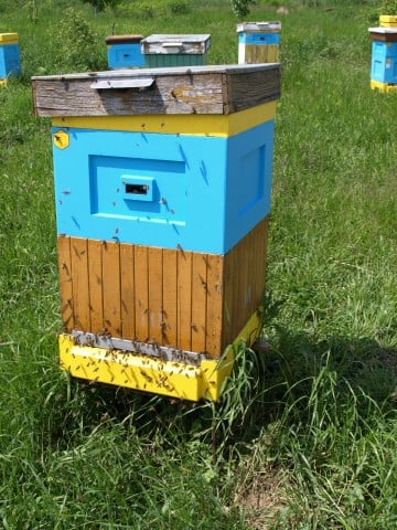 Miliony pszczół zabitych pod Środą Śląską (ZOBACZ ZDJĘCIA) - 3
