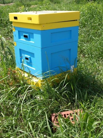 Miliony pszczół zabitych pod Środą Śląską (ZOBACZ ZDJĘCIA) - 6