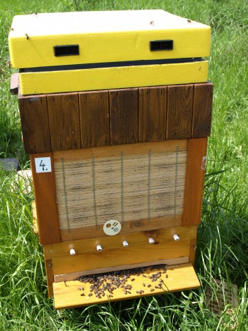 Miliony pszczół zabitych pod Środą Śląską (ZOBACZ ZDJĘCIA) - 7