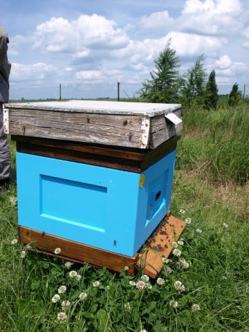 Miliony pszczół zabitych pod Środą Śląską (ZOBACZ ZDJĘCIA) - 8