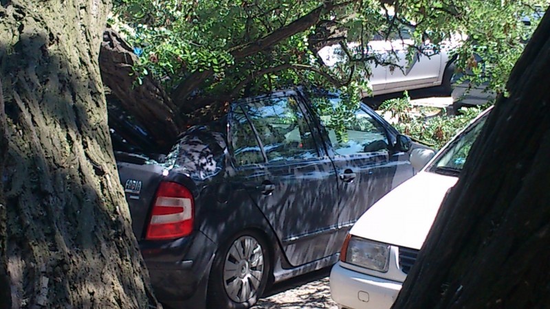 Potężne drzewo uszkodziło kilka aut (ZDJĘCIA) - zdjęcia: Marcin Krystyańczuk