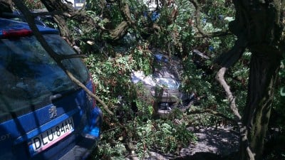 Potężne drzewo uszkodziło kilka aut (ZDJĘCIA) - 10