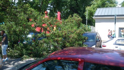 Potężne drzewo uszkodziło kilka aut (ZDJĘCIA) - 2