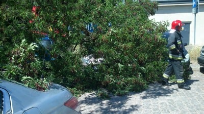 Potężne drzewo uszkodziło kilka aut (ZDJĘCIA) - 3