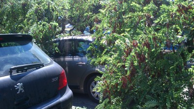 Potężne drzewo uszkodziło kilka aut (ZDJĘCIA) - 4