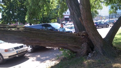 Potężne drzewo uszkodziło kilka aut (ZDJĘCIA) - 7