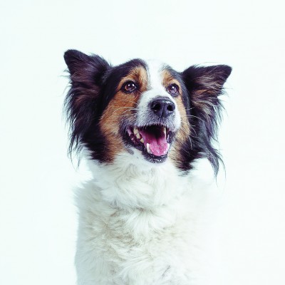 Kalendarz ze zdjęciami psów, które szukają domu (FOTO) - 25