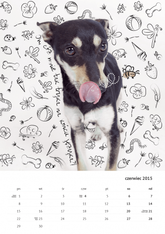 Kalendarz ze zdjęciami psów, które szukają domu (FOTO) - 12