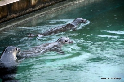 Ogród zoologiczny dostał pod choinkę foki (ZDJĘCIA) - 11