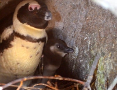 We wrocławskim ZOO po raz pierwszy wykluł się pingwin - 0