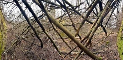 Fort Owcza Góra: Wycinka drzew do prokuratury - 0