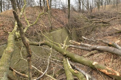 Fort Owcza Góra: Wycinka drzew do prokuratury - 4