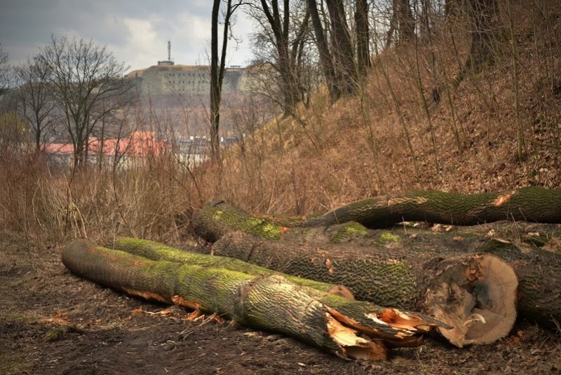 Fort Owcza Góra: Wycinka drzew do prokuratury - fot. Michał Wyszowski