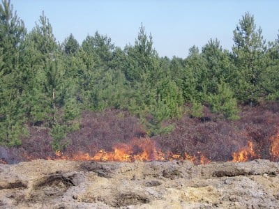Strażacy podpalili 5,5 hektara wrzosowisk (ZDJĘCIA) - 0