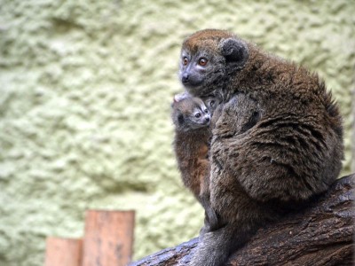 Petunia powiła sześcioraczki, lemury mają bliźniaki - 2