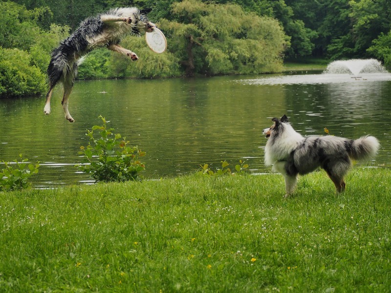Latające psy w Parku Połudiowym (ZOBACZ ZDJĘCIA) - 