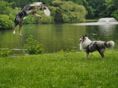 Latające psy w Parku Połudiowym (ZOBACZ ZDJĘCIA) - 10
