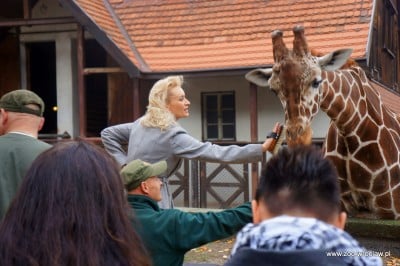 Zoo Wrocław: Nowe gadżety spodobały się żyrafom (FOTO) - 4